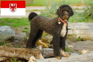 Scopri di più sull'articolo Allevatori di Cão de Agua português e cuccioli a Brandeburgo