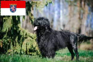 Scopri di più sull'articolo Allevatori di Cão de Agua português e cuccioli a Hessen