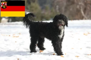 Scopri di più sull'articolo Allevatori e cuccioli di Cão de Agua português in Renania-Palatinato