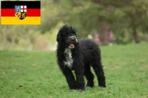 Scopri di più sull'articolo Allevatori di Cão de Agua português e cuccioli in Saarland