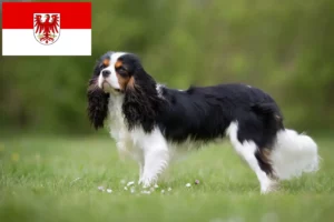 Scopri di più sull'articolo Allevatori di Cavalier King Charles Spaniel e cuccioli a Brandeburgo