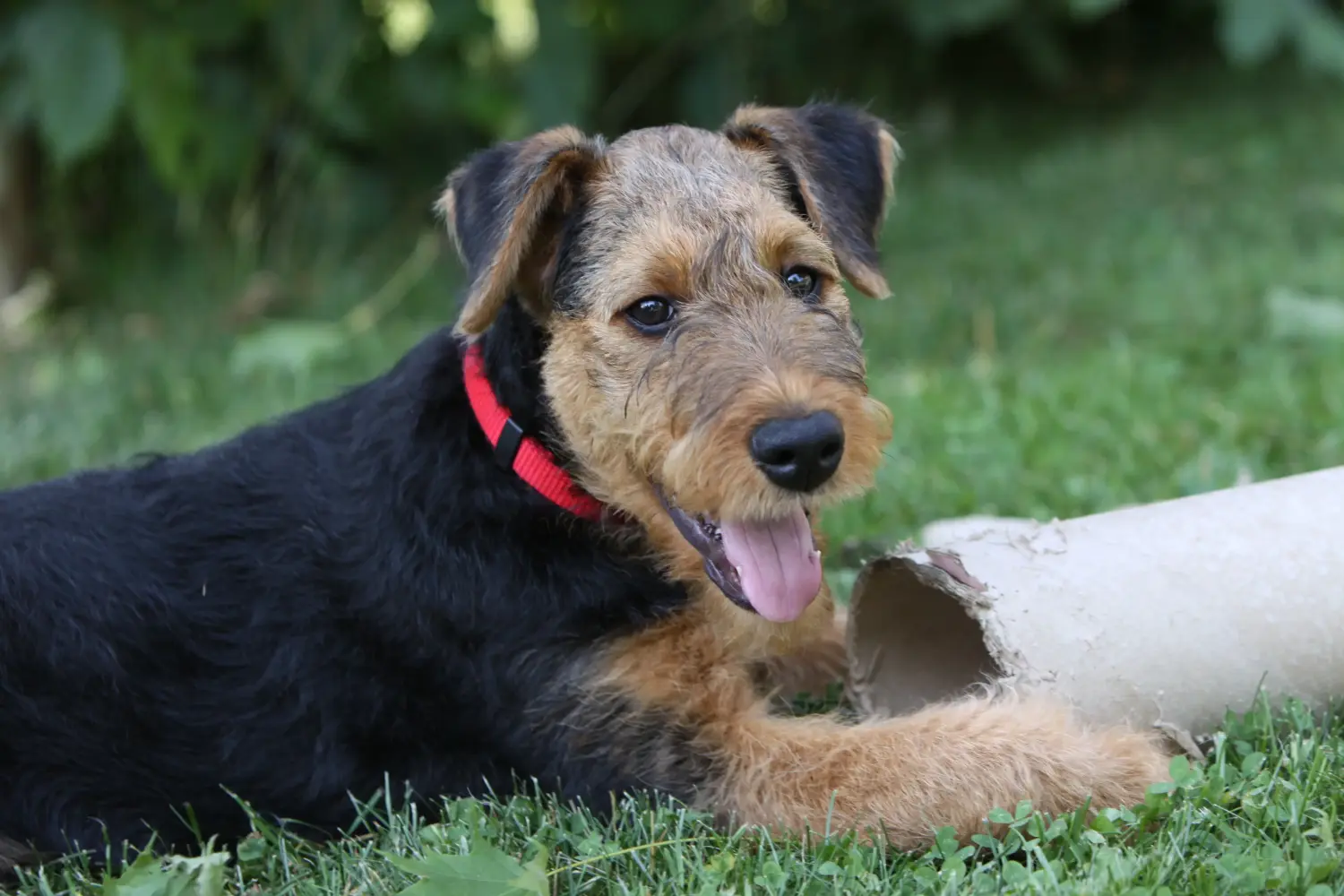 Acquistare un cucciolo di Airedale Terrier significa assumersi delle responsabilità! Comprare cuccioli di Airedale Terrier.