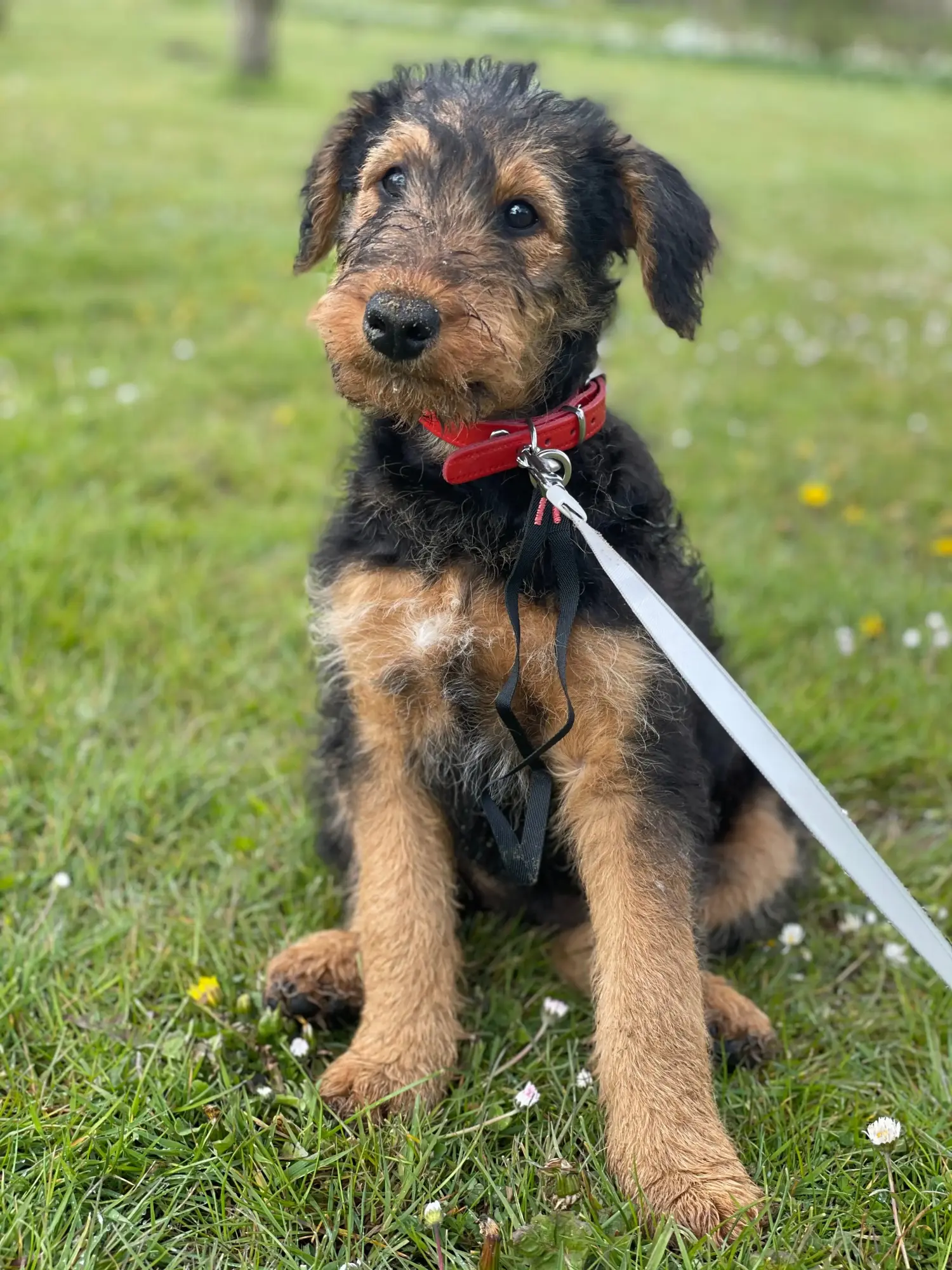 Acquistare un cucciolo di Airedale Terrier significa assumersi delle responsabilità! Comprare cuccioli di Airedale Terrier.