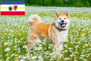 Scopri di più sull'articolo Allevatori di Akita e cuccioli in Mecklenburg-Vorpommern