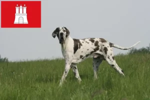Scopri di più sull'articolo Allevatore di alani e cuccioli a Amburgo
