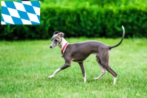 Scopri di più sull'articolo Allevatori e cuccioli di carillon italiani in Baviera