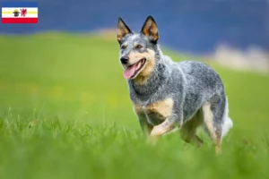 Scopri di più sull'articolo Allevatori di Australian Cattle Dog e cuccioli in Mecklenburg-Vorpommern