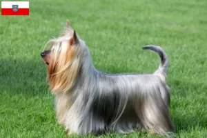 Scopri di più sull'articolo Allevatori di Australian Silky Terrier e cuccioli in Turingia
