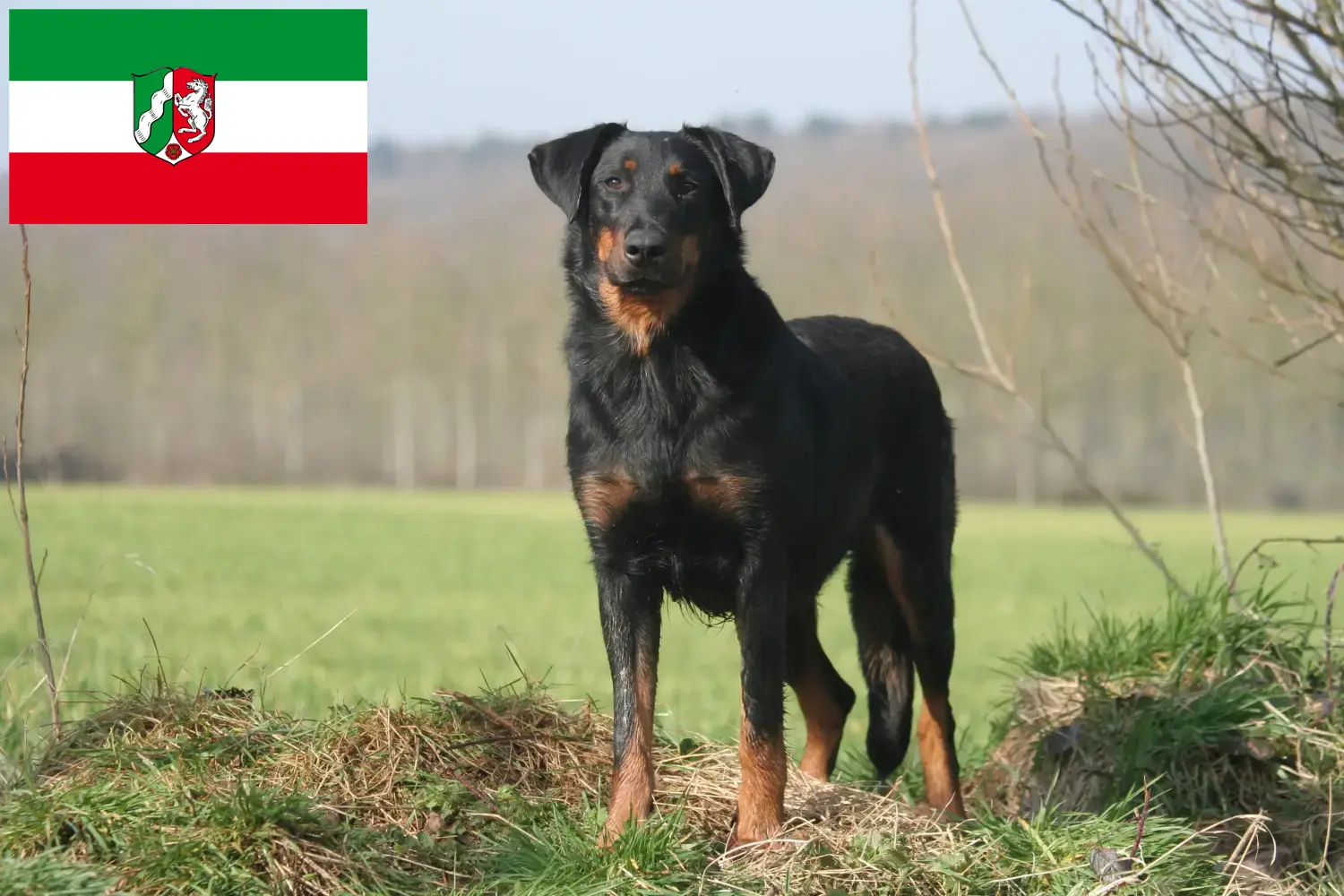 Cuccioli di Beauceron e allevatori della Renania Settentrionale-Vestfalia Qui potete trovare gli allevatori di Beauceron della Renania Settentrionale-Vestfalia.