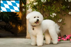 Scopri di più sull'articolo Allevatori di Bichon Frisé e cuccioli in Baviera