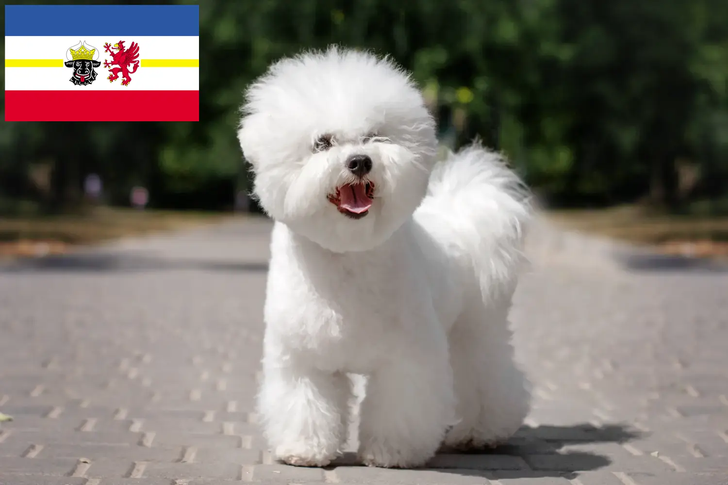 Cuccioli di Bichon Frisé e allevatori Mecklenburg-Vorpommern Trova gli allevatori di Bichon Frisé in Meclemburgo-Pomerania Anteriore.