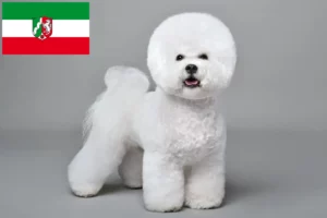 Scopri di più sull'articolo Allevatori di Bichon Frisé e cuccioli in Nord Reno-Westfalia