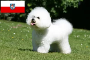 Scopri di più sull'articolo Allevatori di Bichon Frisé e cuccioli in Turingia