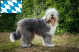 Scopri di più sull'articolo Allevatori di Bobtail e cuccioli in Baviera