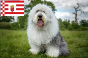 Scopri di più sull'articolo Allevatori di Bobtail e cuccioli a Bremen