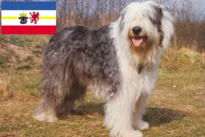 Scopri di più sull'articolo Allevatori di Bobtail e cuccioli in Mecklenburg-Vorpommern