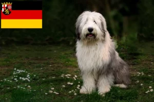 Scopri di più sull'articolo Allevatori e cuccioli di Bobtail in Renania-Palatinato