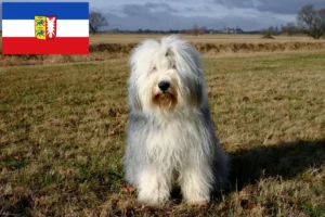 Scopri di più sull'articolo Allevatori di Bobtail e cuccioli in Schleswig-Holstein