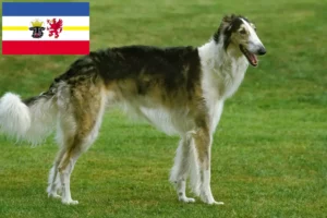 Scopri di più sull'articolo Allevatori di Borzoi e cuccioli in Mecklenburg-Vorpommern
