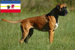 Scopri di più sull'articolo Allevatori di Boxer e cuccioli in Mecklenburg-Vorpommern