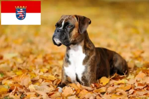 Scopri di più sull'articolo Allevatori di Boxer e cuccioli a Hessen