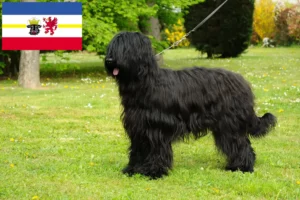 Scopri di più sull'articolo Allevatori di Briard e cuccioli in Meclemburgo-Pomerania Anteriore