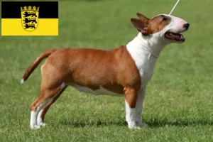 Scopri di più sull'articolo Allevatori di Bull Terrier in Miniatura e cuccioli in Baden-Württemberg