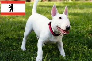 Scopri di più sull'articolo Allevatori di Bull Terrier in miniatura e cuccioli a Berlino