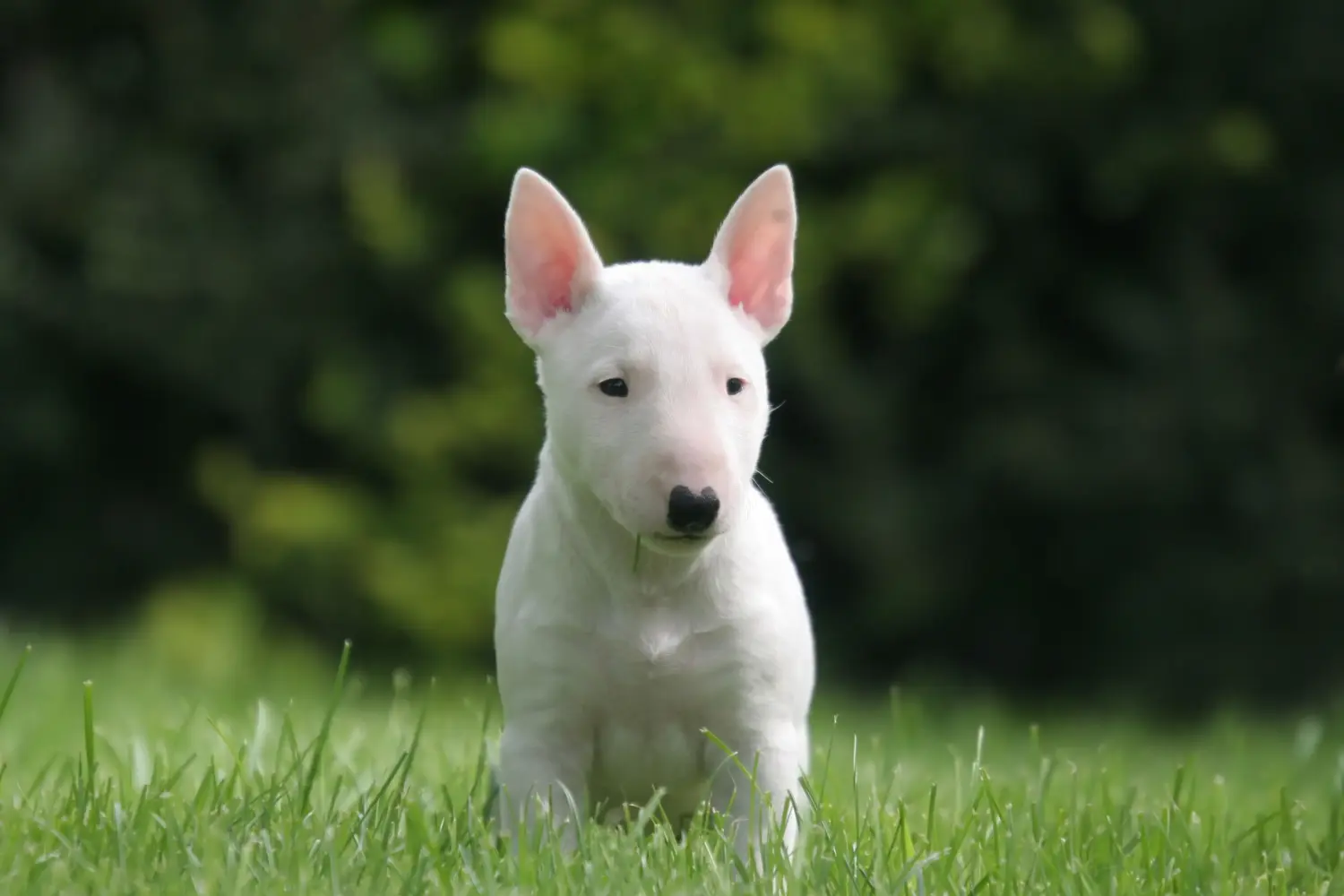 Acquistare un cucciolo di Bull Terrier in miniatura significa assumersi delle responsabilità! Comprare cuccioli di Bull Terrier in miniatura.