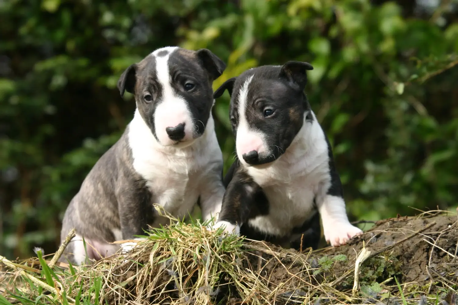 Acquistare un cucciolo di Bull Terrier in miniatura significa assumersi delle responsabilità! Comprare cuccioli di Bull Terrier in miniatura.
