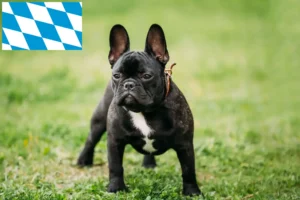 Scopri di più sull'articolo Allevatori e cuccioli di Bulldog Francese in Baviera