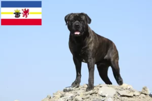 Scopri di più sull'articolo Allevatori di Bullmastiff e cuccioli in Mecklenburg-Vorpommern