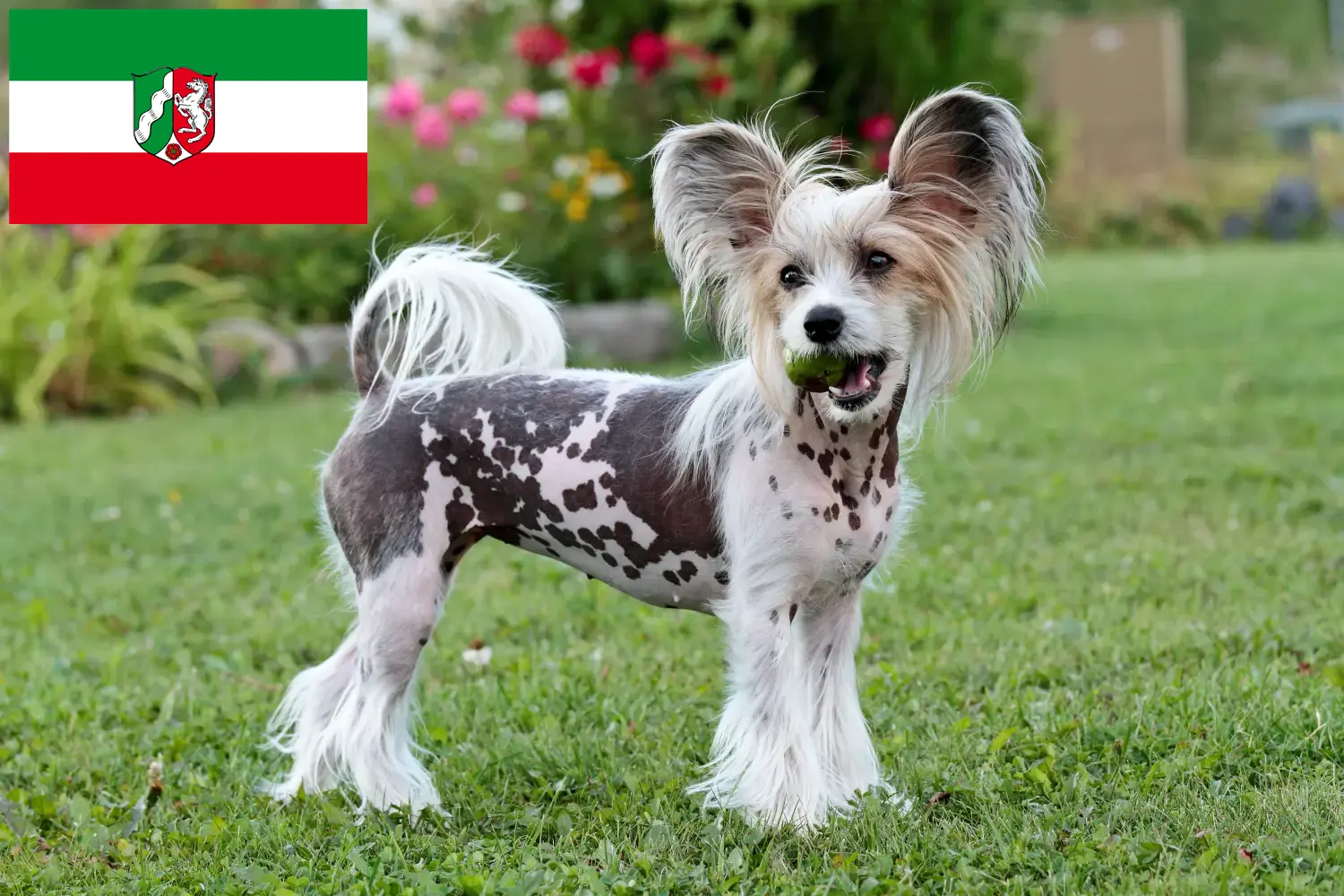 Cuccioli di cane crestato cinese e allevatori della Renania Settentrionale-Vestfalia Qui potete trovare allevatori di cani Chinese Crested in Nord Reno-Westfalia.