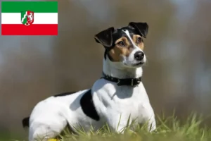 Scopri di più sull'articolo Allevatori di cani da fattoria danese-svedese e cuccioli in Nord Reno-Westfalia