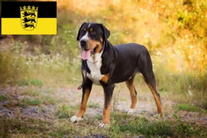 Scopri di più sull'articolo Allevatore di cani da montagna svizzeri di taglia grande e cuccioli in Baden-Württemberg