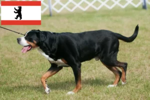 Scopri di più sull'articolo Allevatore di cani da montagna svizzeri e cuccioli a Berlino