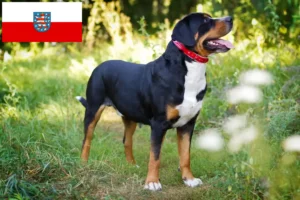 Scopri di più sull'articolo Allevatore di cani da montagna svizzeri e cuccioli in Turingia