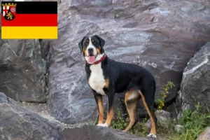 Scopri di più sull'articolo Allevatore di cani da montagna e cuccioli in Renania-Palatinato
