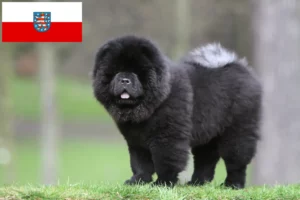 Scopri di più sull'articolo Allevatori di Chow-Chow e cuccioli in Turingia