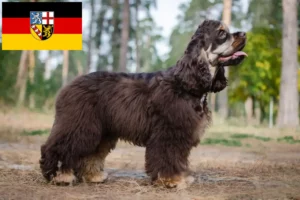 Scopri di più sull'articolo Allevatori di Cocker Spaniel Americani e cuccioli in Saarland