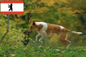 Scopri di più sull'articolo Allevatori di Collie e cuccioli a Berlino