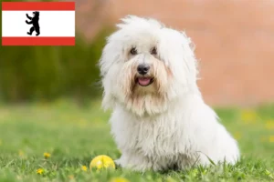 Scopri di più sull'articolo Allevatori e cuccioli di Coton de Tuléar a Berlino