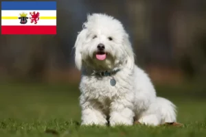 Scopri di più sull'articolo Allevatori di Coton de Tuléar e cuccioli in Mecklenburg-Vorpommern