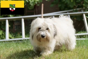 Scopri di più sull'articolo Allevatori e cuccioli di Coton de Tuléar in Sassonia-Anhalt