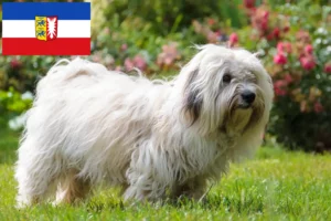 Scopri di più sull'articolo Allevatori di Coton de Tuléar e cuccioli in Schleswig-Holstein