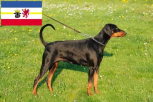 Scopri di più sull'articolo Allevatori di Dobermann e cuccioli in Mecklenburg-Vorpommern