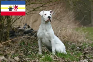 Scopri di più sull'articolo Allevatori di Dogo Argentino e cuccioli in Mecklenburg-Vorpommern