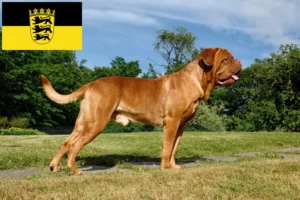 Scopri di più sull'articolo Allevatori di Dogue de Bordeaux e cuccioli in Baden-Württemberg