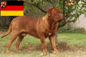 Scopri di più sull'articolo Allevatori di Dogue de Bordeaux e cuccioli in Renania-Palatinato