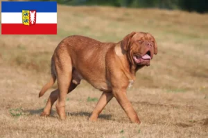 Scopri di più sull'articolo Allevatori di Dogue de Bordeaux e cuccioli in Schleswig-Holstein
